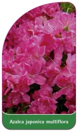 etykiety-szkolkarskie-azalia-japonska-multiflora