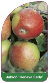 etykiety-szkolkarskie-z-gumka-jablon-geneva-early