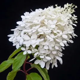 hortensja-bukietowa-grandiflora-sadzonka-w-pojemniku-2l