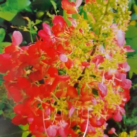 hortensja-bukietowa-red-star-p9-c1