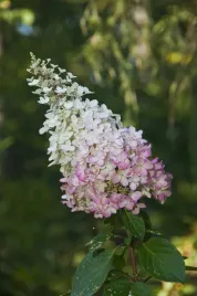 hortensja-bukietowa-pink-lady-p9-c1
