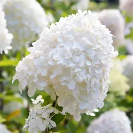 hortensja-bukietowa-silver-dollar-p9-c1