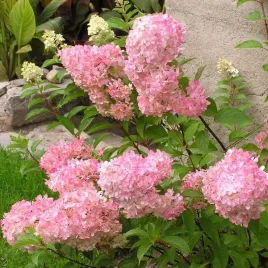 hortensja-bukietowa-vanille-frise-w-p9-c1