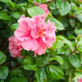 ketmia-syryjska-hibiskus-sanchoyo-p9-c1