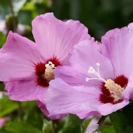 ketmia-syryjska-hibiskus-pink-giant-poj-c4