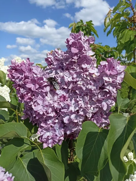 lilak-bez-ottawski-helen-p9-c1-producent-inna