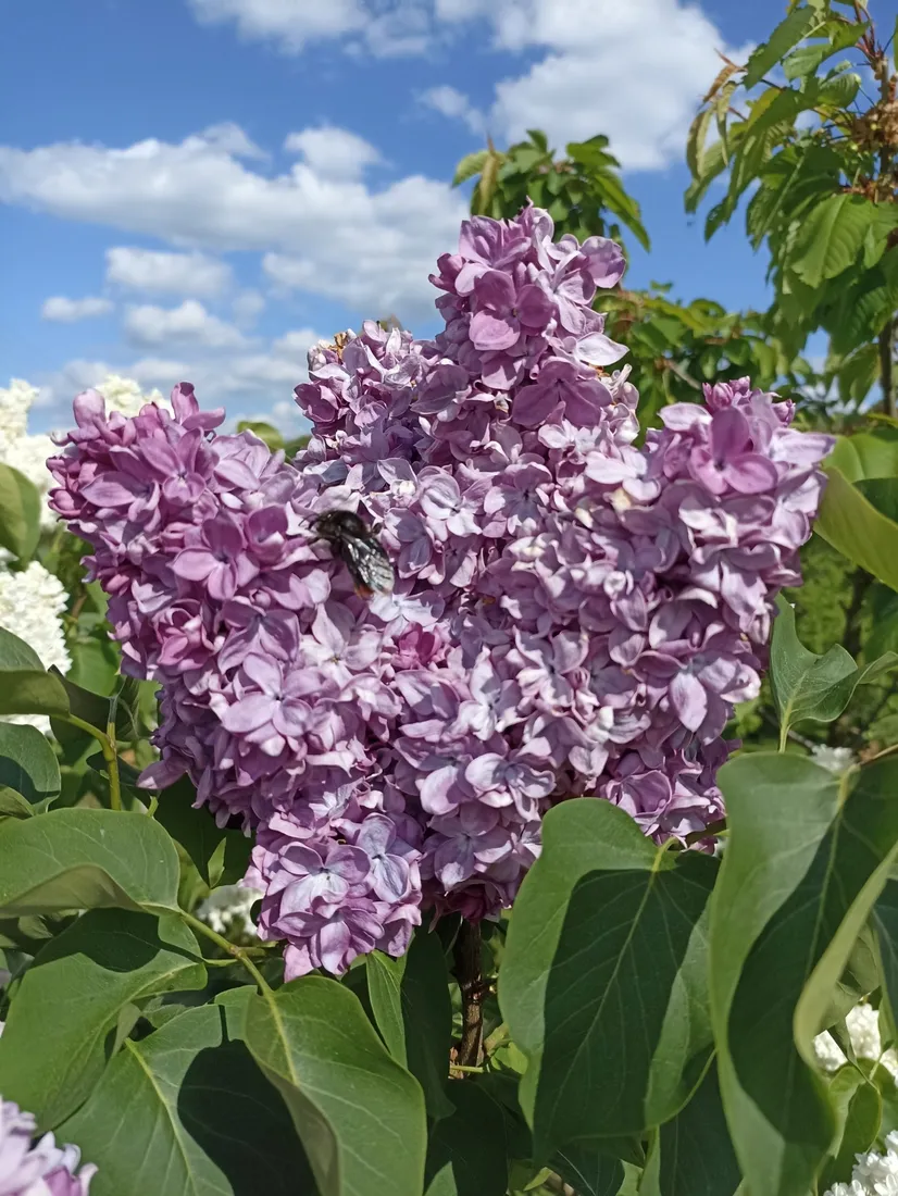 lilak-bez-ottawski-helen-p9-c1