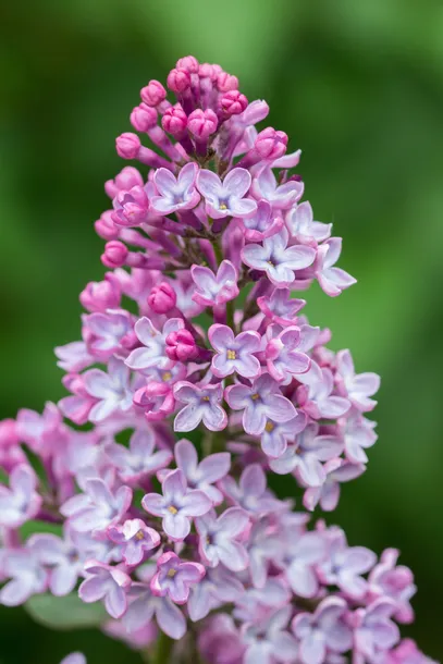 lilak-bez-ottawski-helen-p9-c1-nazwa-lacinska-syringa-vulgaris