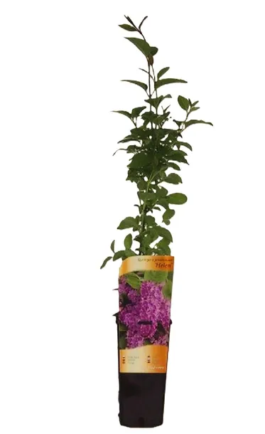 lilak-bez-ottawski-helen-p9-c1-rodzaj-rosliny-lilaki-producent-inna