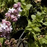 lilak-bez-pospolity-nadezhda-p9-c1-nazwa-lacinska-syringa-vulgaris
