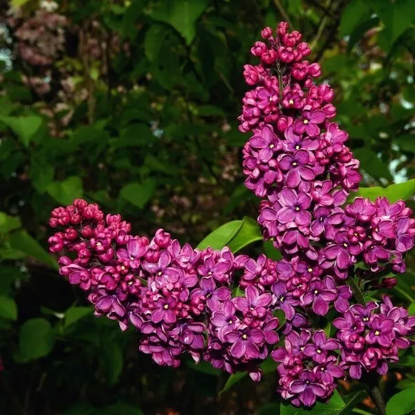 lilak-bez-prestony-elinor-p9-c1-nazwa-lacinska-syringa-vulgaris