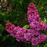 lilak-bez-prestony-elinor-p9-c1-nazwa-lacinska-syringa-vulgaris