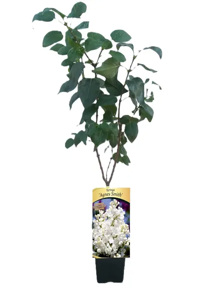 lilak-kanadyjski-bez-agnes-smith-p9-c1-nazwa-lacinska-syringa-vulgaris