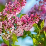 lilak-syringa-reflexa-p9-c1