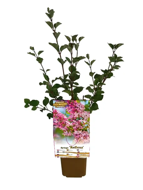 lilak-syringa-reflexa-p9-c1-producent-inna