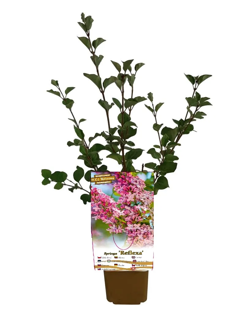 lilak-syringa-reflexa-p9-c1