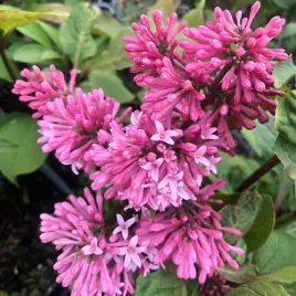 lilak-miss-canada-p9-c1