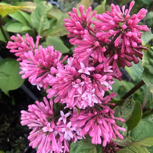 lilak-miss-canada-c2