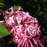 lilak-miss-canada-c2-rodzaj-rosliny-lilaki