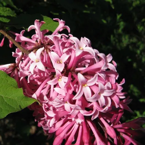 lilak-miss-canada-c2-rodzaj-rosliny-lilaki