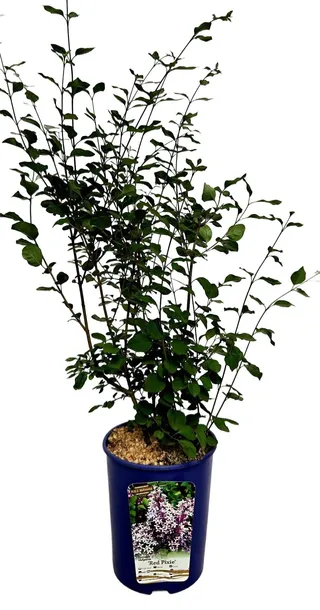 lilak-bez-red-pixie-poj-4l-producent-inna