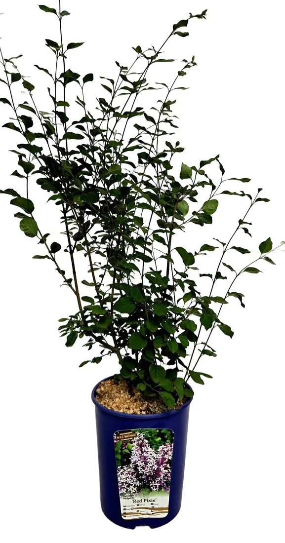 lilak-bez-red-pixie-poj-4l