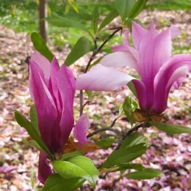 magnolia-betty-sadzonka-w-pojemniku-2l