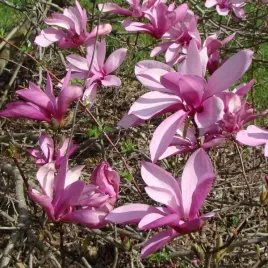 magnolia-posrednia-magnolia-x-soulangeana-p9-c1