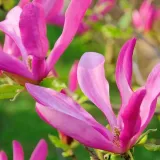 magnolia-susan-p9-c1