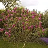 magnolia-susan-p9-c1-rodzaj-rosliny-magnolie-i-tulipanowce