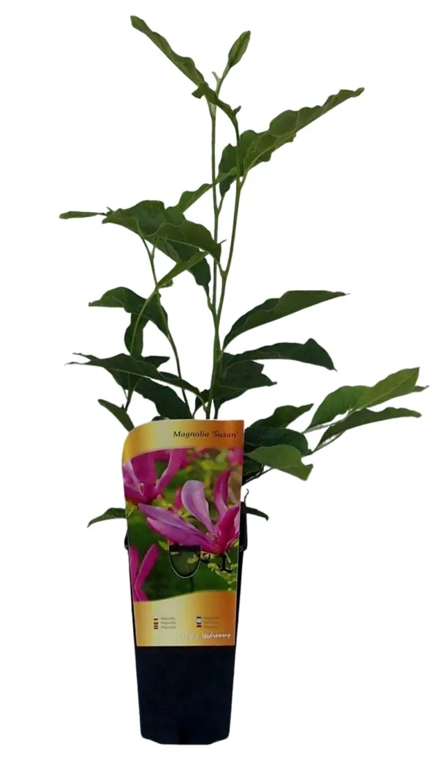 magnolia-susan-p9-c1-rodzaj-rosliny-magnolie-i-tulipanowce