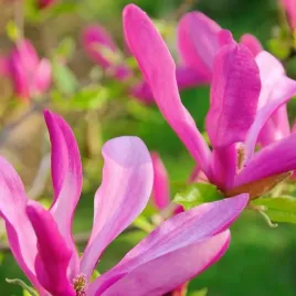 magnolia-susan-sadzonka-w-pojemniku-2l