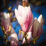 magnolia-galaxy-p9-c1