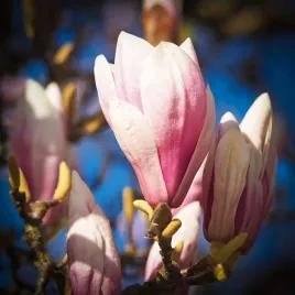 magnolia-galaxy-p9-c1