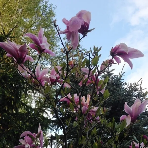 magnolia-galaxy-p9-c1-rodzaj-rosliny-magnolie-i-tulipanowce