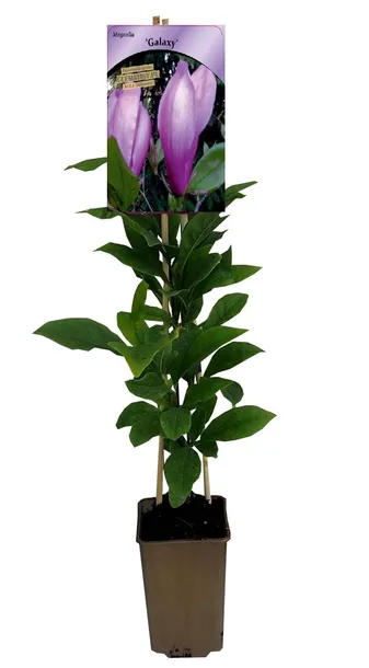magnolia-galaxy-p9-c1-nazwa-lacinska-inna