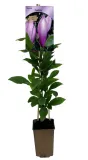 magnolia-galaxy-p9-c1-nazwa-lacinska-inna