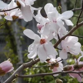magnolia-loebnera-merrill-p9-c1