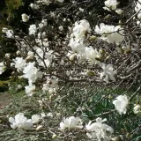 magnolia-loebnera-merrill-p9-c1-rodzaj-rosliny-magnolie-i-tulipanowce
