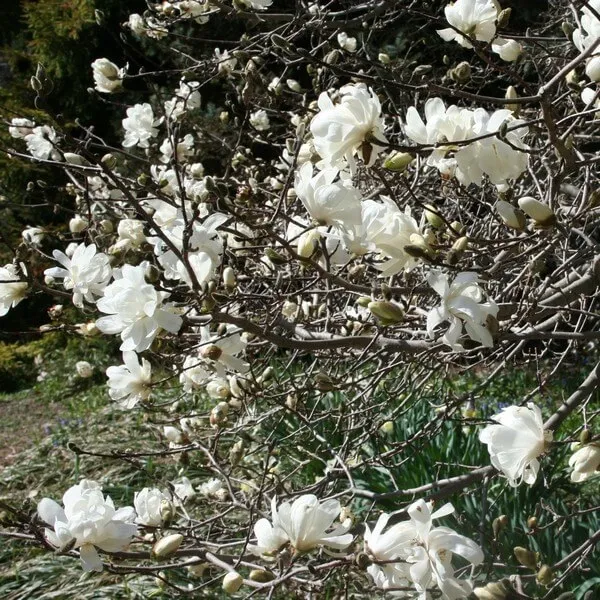 magnolia-loebnera-merrill-p9-c1-rodzaj-rosliny-magnolie-i-tulipanowce