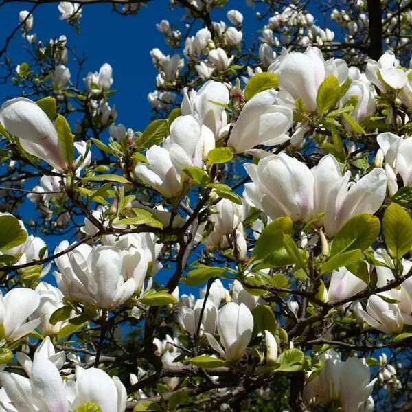magnolia-loebnera-merrill-p9-c1-producent-inna