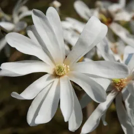 magnolia-gwiazdzista-royal-star-p9-c1