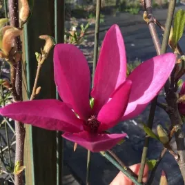 magnolia-purpurowa-nigra-sadzonka-w-pojemniku-2l