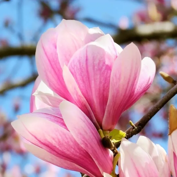 magnolia-betty-p9-c1