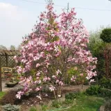 magnolia-betty-p9-c1-rodzaj-rosliny-magnolie-i-tulipanowce