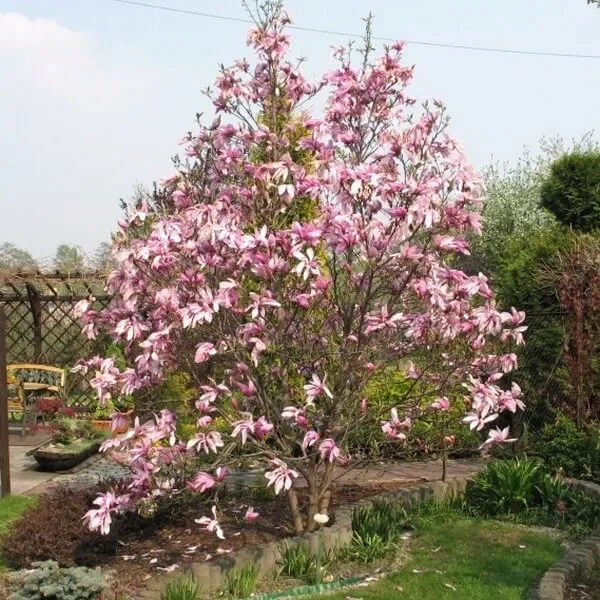 magnolia-betty-p9-c1-rodzaj-rosliny-magnolie-i-tulipanowce