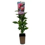 magnolia-betty-p9-c1-nazwa-lacinska-inna