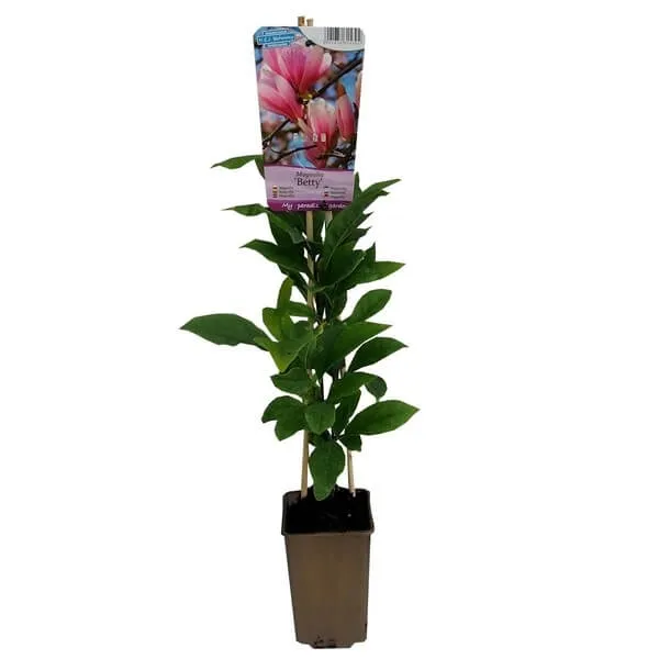 magnolia-betty-p9-c1-rodzaj-rosliny-magnolie-i-tulipanowce
