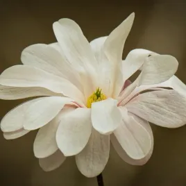 magnolia-gwiazdzista-royal-star-sadzonka-w-pojemniku-2l