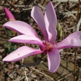 magnolia-posrednia-magnolia-x-soulangeana-sadzonka-w-pojemniku-2l